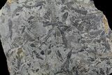 Fossil Fern (Neuropteris & Macroneuropteris) Plate - Kentucky #142578-1